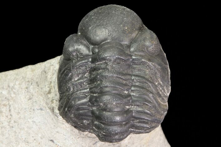 Bargain, Reedops Trilobite Fossil - Good Eye Facets #68654